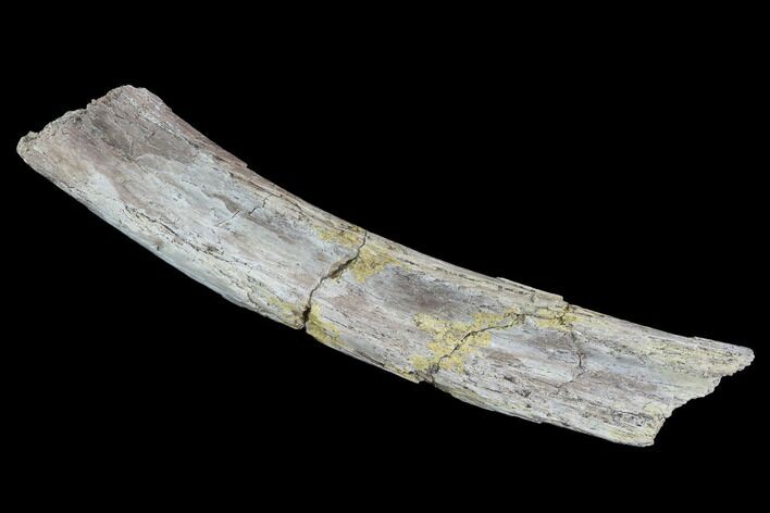 Mosasaur (Platecarpus) Rib Section - Kansas #93763